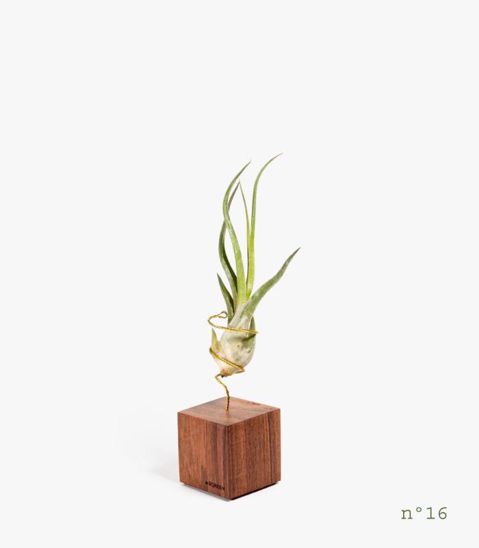 Comprar Planta de aire tillandsia con soporte Palisanderholz (Limited Edition)