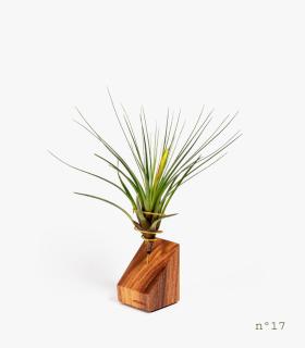 Comprar Planta de aire tillandsia con soporte Legno di palissandro (edizione limitata)