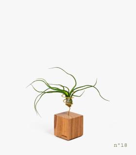 Comprar Planta de aire tillandsia con soporte Palisanderholz (Limited Edition)