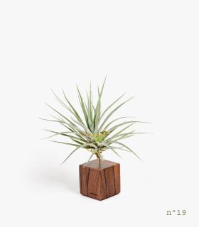 Comprar Planta de aire tillandsia con soporte Rosewood Wood (Edição Limitada)