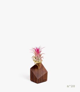 Comprar Planta de aire tillandsia con soporte Legno di palissandro (edizione limitata)