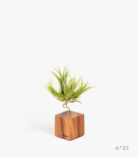 Comprar Planta de aire tillandsia con soporte Palisanderholz (Limited Edition)