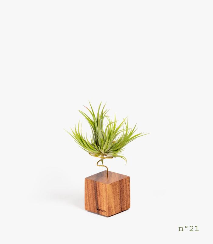 Comprar Planta de aire tillandsia con soporte Rosewood Wood (Limited Edition)