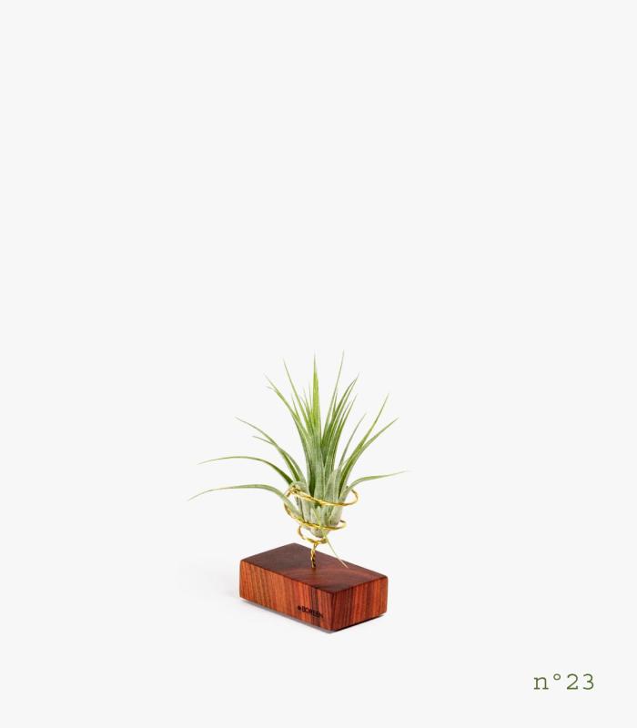Comprar Planta de aire tillandsia con soporte Madera de Palisandro