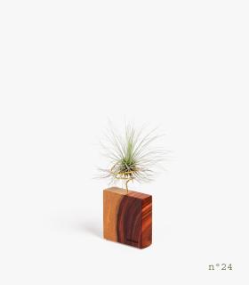 Comprar Planta de aire tillandsia con soporte Bois de palissandre (édition limitée)