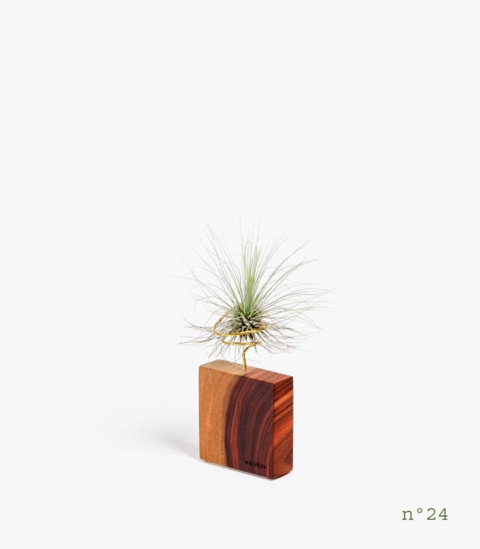 Comprar Planta de aire tillandsia con soporte Madera de Palisandro