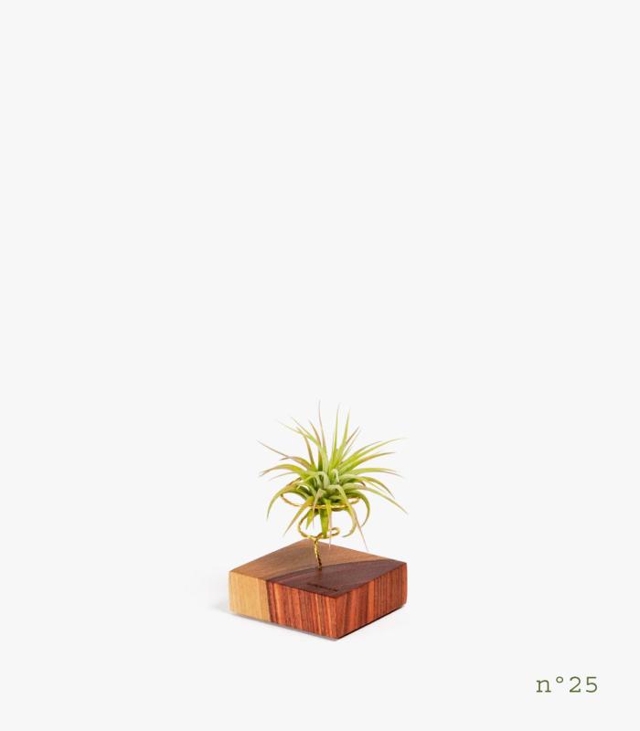 Comprar Planta de aire tillandsia con soporte Bois de palissandre (édition limitée)