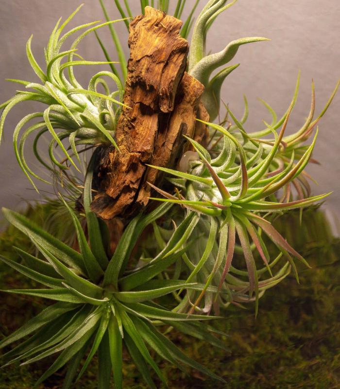 Comprar Planta de aire tillandsia con soporte Terrário com plantas aéreas | Jardim eterno Niki