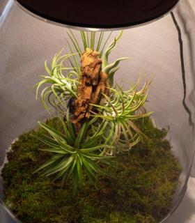 Comprar Planta de aire tillandsia con soporte Terrario con piante aeree | Giardino eterno Niki