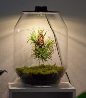 Comprar Planta de aire tillandsia con soporte Terrarium avec des plantes aériennes | Jardin éternel Niki