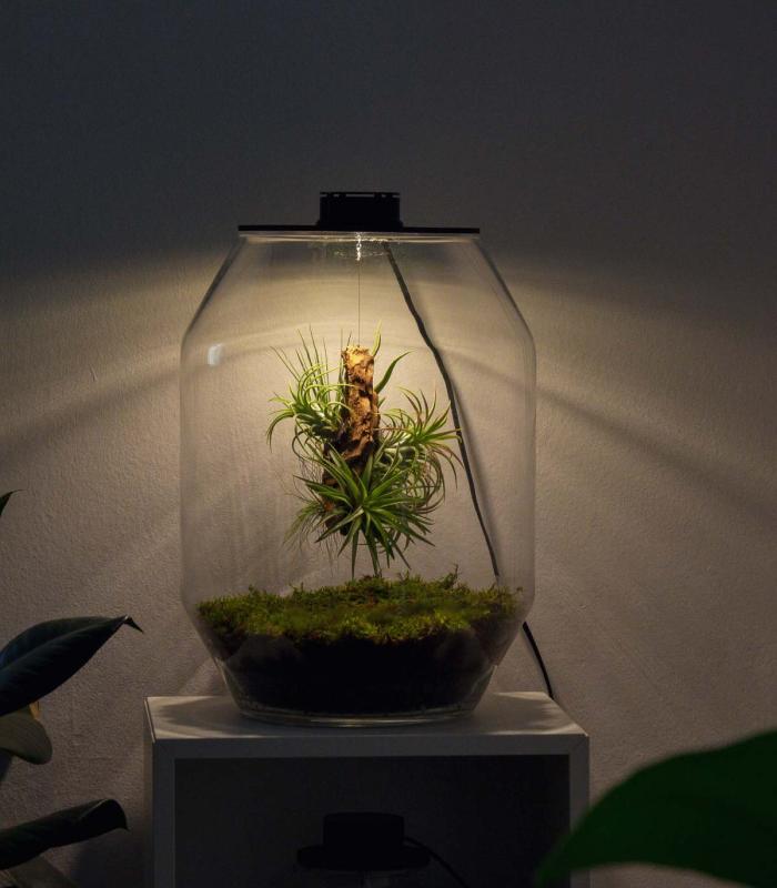 Comprar Planta de aire tillandsia con soporte Terrarium with air plants | Eternal garden Niki