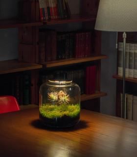 Comprar Planta de aire tillandsia con soporte Terrarium mit Luftplanzen | Ewiger Garten Lumi