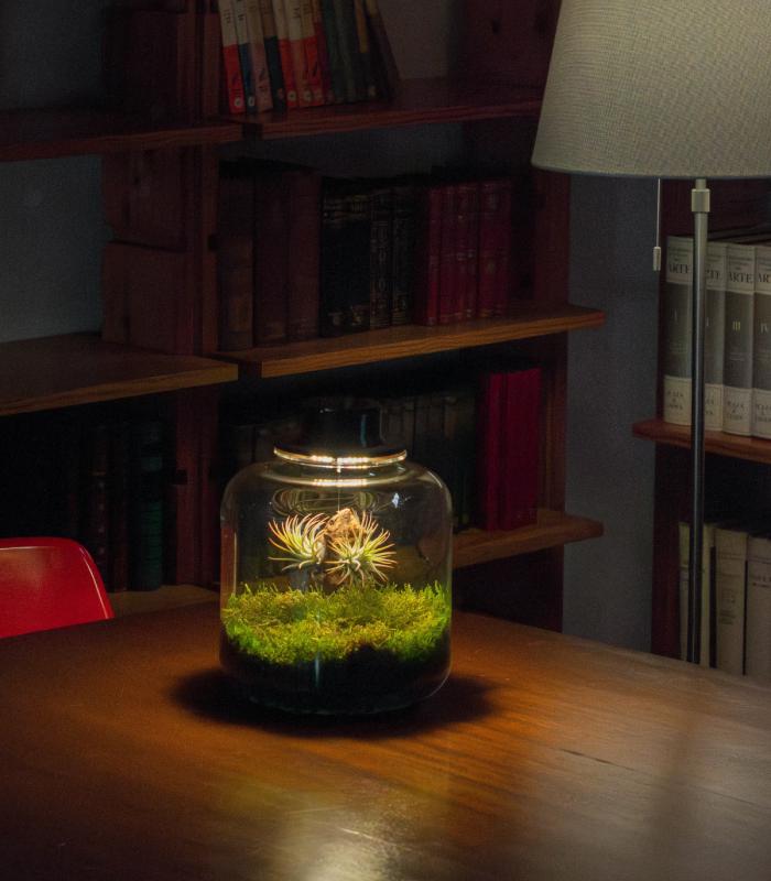 Terrario con plantas de aire - Jardín eterno Lumi