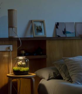 Comprar Planta de aire tillandsia con soporte Terrarium avec des plantes aériennes | Jardin éternel Lumi