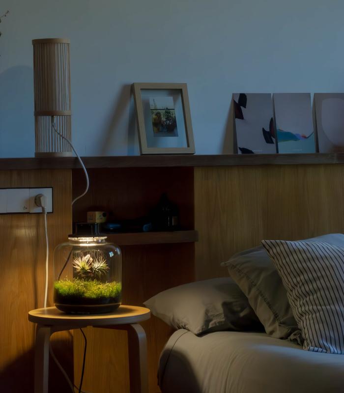 Comprar Planta de aire tillandsia con soporte Terrarium mit Luftplanzen | Ewiger Garten Lumi