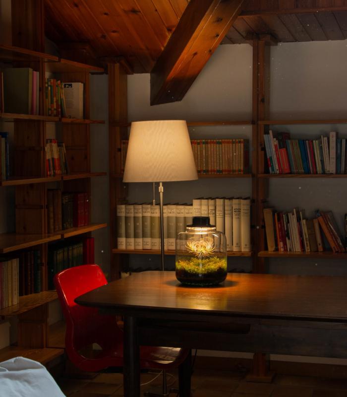 Comprar Planta de aire tillandsia con soporte Terrarium with air plants | Eternal garden Lumi