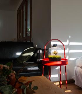 Comprar Planta de aire tillandsia con soporte Terrário com plantas aéreas | Jardim eterno Lumi