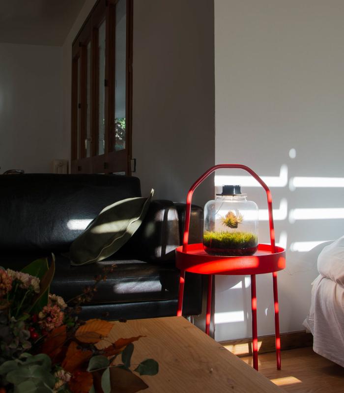 Comprar Planta de aire tillandsia con soporte Terrário com plantas aéreas | Jardim eterno Lumi