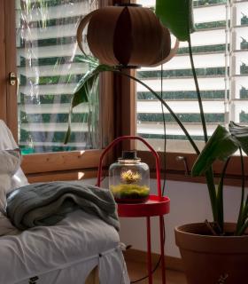 Comprar Planta de aire tillandsia con soporte Terrarium avec des plantes aériennes | Jardin éternel Lumi