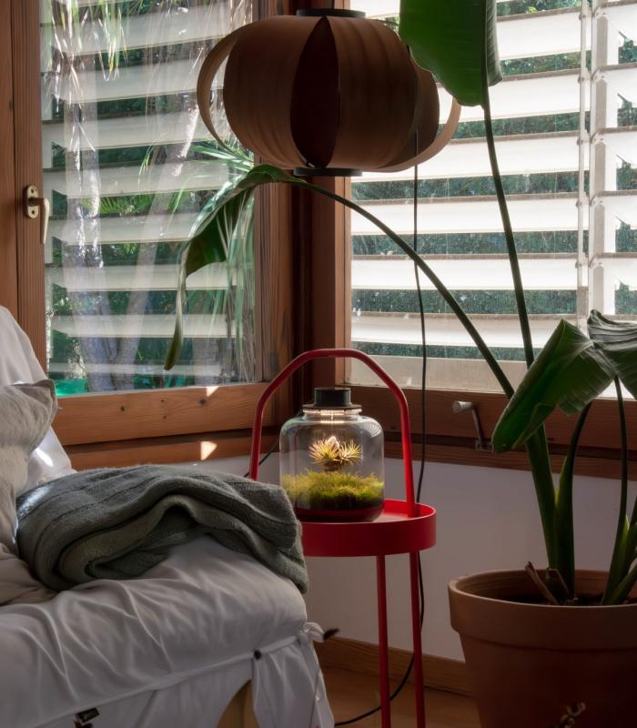 Comprar Planta de aire tillandsia con soporte Terrarium with air plants | Eternal garden Lumi