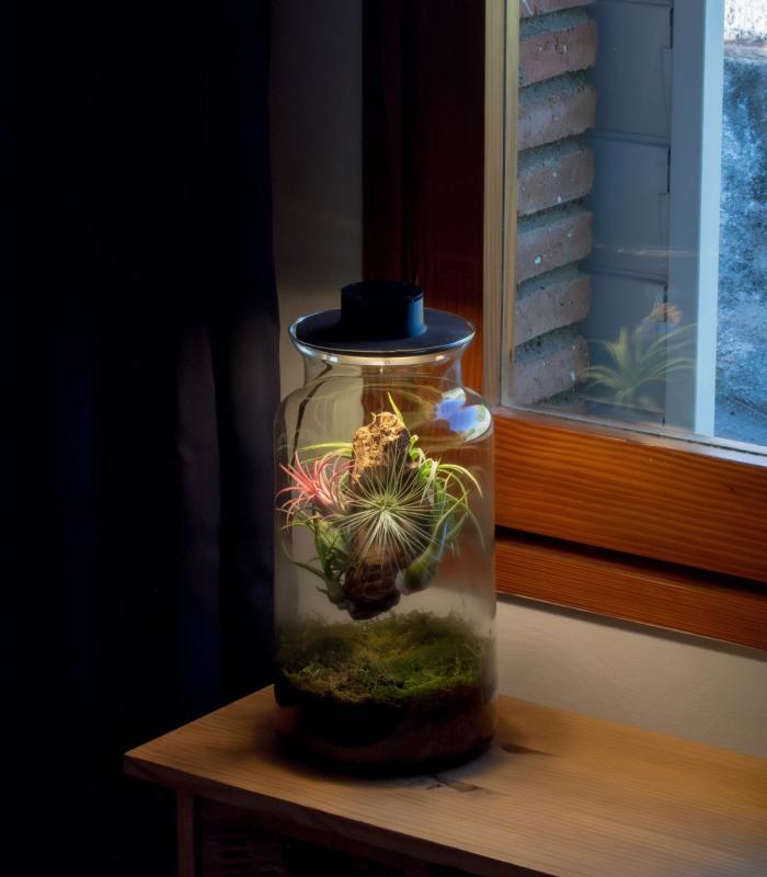 Comprar Planta de aire tillandsia con soporte Terrario con piante aeree | Giardino eterno