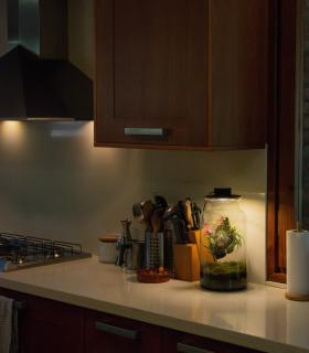 Comprar Planta de aire tillandsia con soporte Terrarium avec des plantes aériennes | Jardin éternel