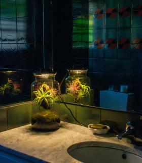 Comprar Planta de aire tillandsia con soporte Terrarium mit Luftplanzen | Ewiger Garten