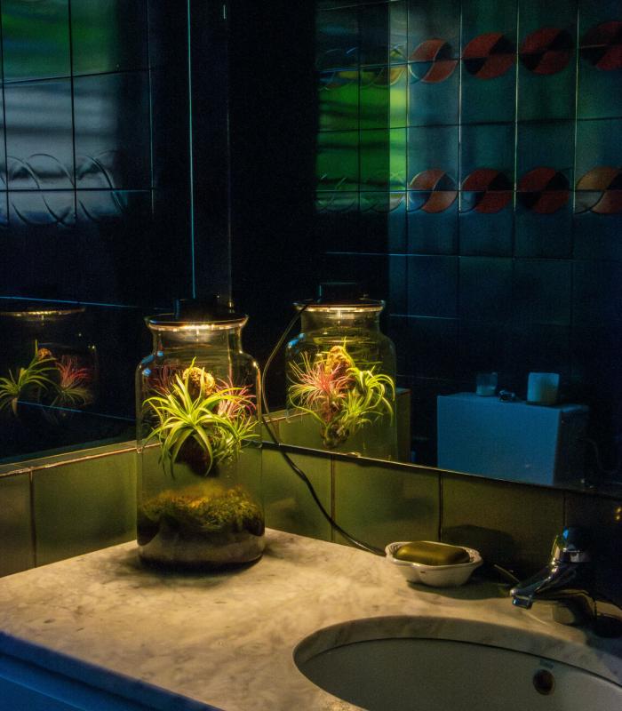 Comprar Planta de aire tillandsia con soporte Terrarium avec des plantes aériennes | Jardin éternel