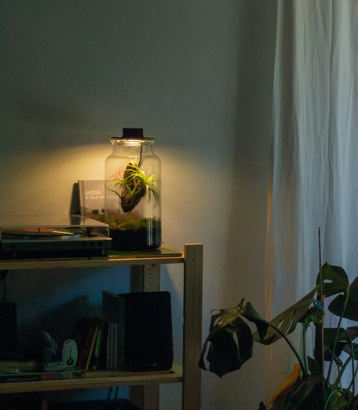 Comprar Planta de aire tillandsia con soporte Terrarium with air plants | Eternal garden