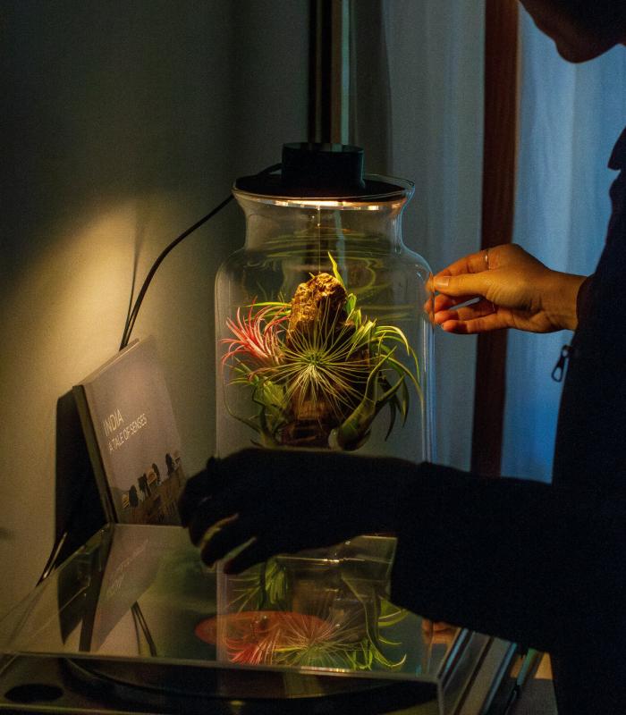 Terrario con Tillandsias: Tu jardín eterno en un bol - BOREEN Shop