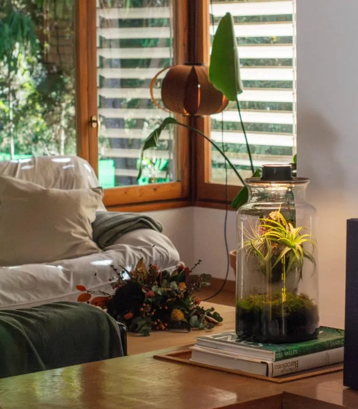 Comprar Planta de aire tillandsia con soporte Terrarium avec des plantes aériennes | Jardin éternel