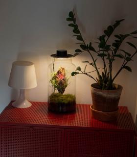 Terrario con Tillandsias: Tu jardín eterno en un bol - BOREEN Shop