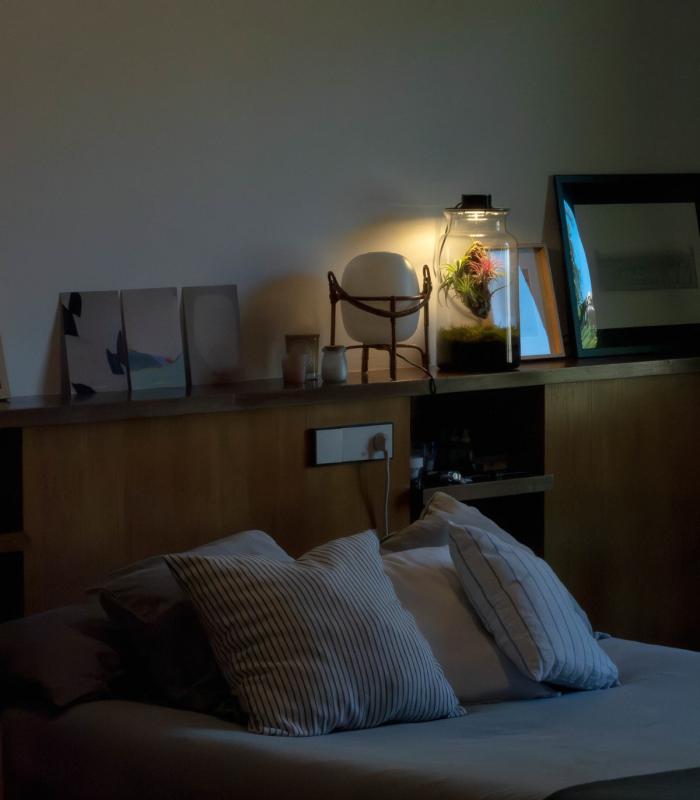 Comprar Planta de aire tillandsia con soporte Terrario con piante aeree | Giardino eterno