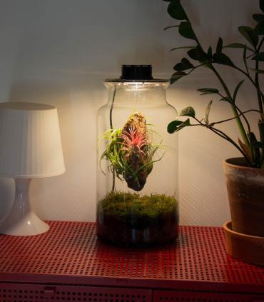 Comprar Planta de aire tillandsia con soporte Terrarium mit Luftplanzen | Ewiger Garten
