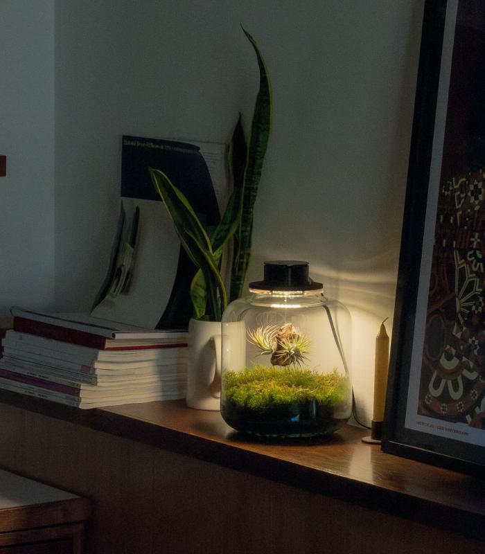 Comprar Planta de aire tillandsia con soporte Terrarium avec des plantes aériennes | Jardin éternel Lumi