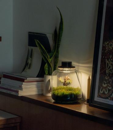 Comprar Planta de aire tillandsia con soporte Terrarium mit Luftplanzen | Ewiger Garten Lumi