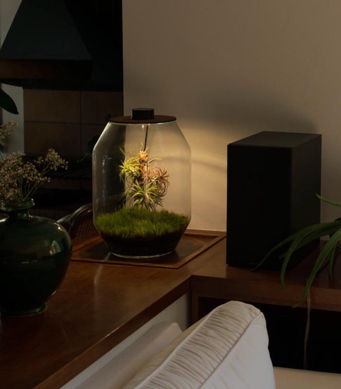 Comprar Planta de aire tillandsia con soporte Terrario con piante aeree | Giardino eterno Niki