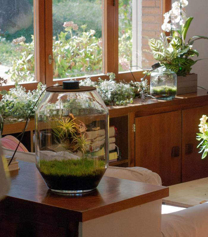 Comprar Planta de aire tillandsia con soporte Terrario con piante aeree | Giardino eterno Niki