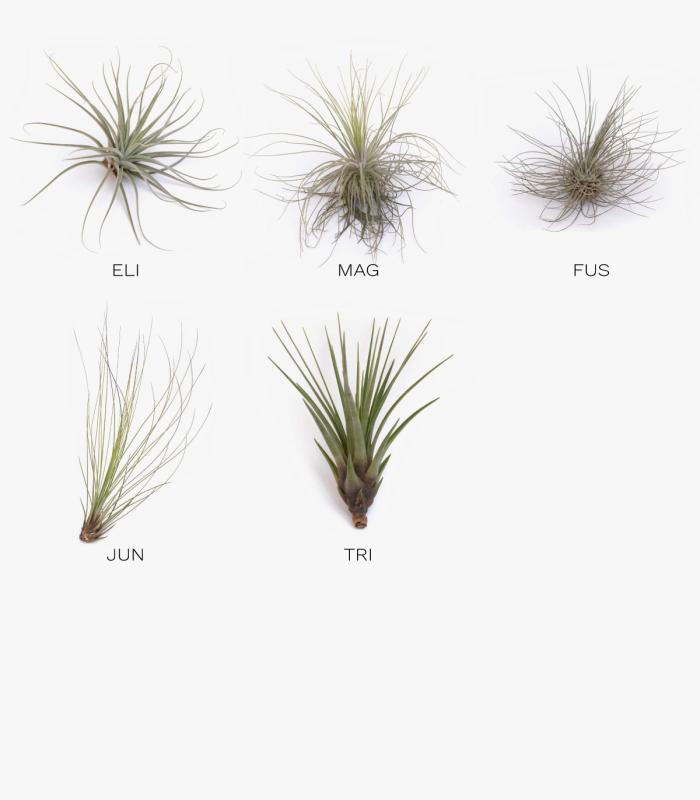 Comprar Planta de aire tillandsia con soporte Sechseck aus Holz