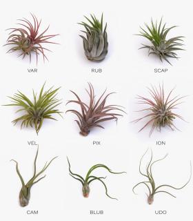 Comprar Planta de aire tillandsia con soporte Hexagone de ciment