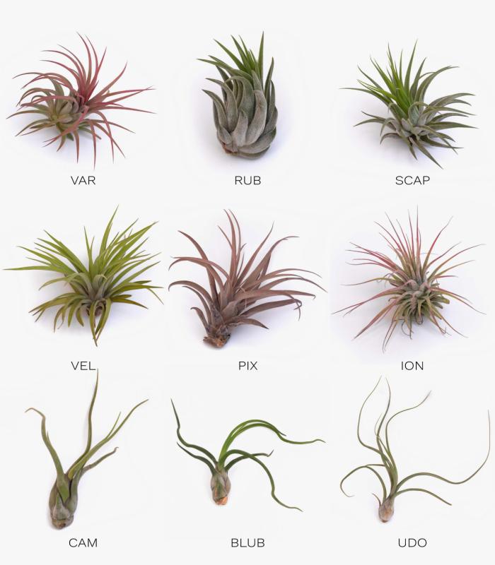 Comprar Planta de aire tillandsia con soporte Support de Essi en bois