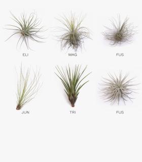 Comprar Planta de aire tillandsia con soporte Pierre noire naturelle polie