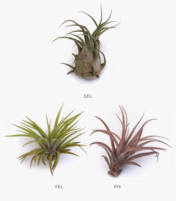 Comprar Planta de aire tillandsia con soporte Soporte Pode