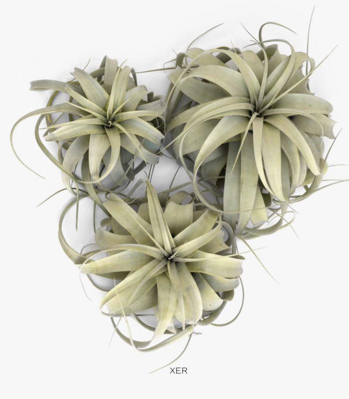 Comprar Planta de aire tillandsia con soporte Supporto Pode
