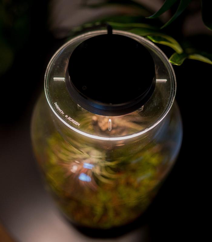 Terrarium mit Luftpflanzen | Ewiger Garten Maku