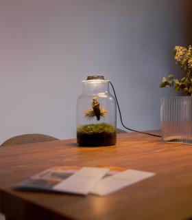 Terrarium avec plantes aériennes | Jardin éternel Maku