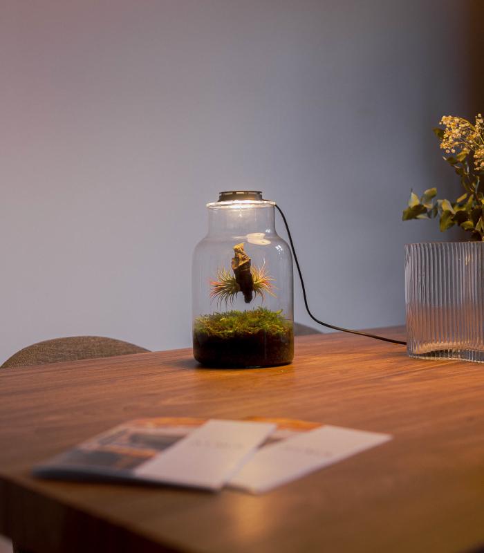 Terrarium avec plantes aériennes | Jardin éternel Maku