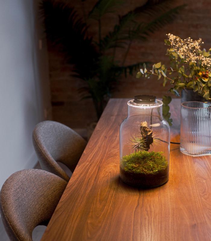 Terrario con Plantas de aire | Jardín Eterno Maku