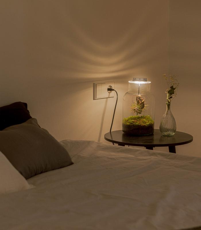 Comprar Planta de aire tillandsia con soporte Terrarium with air plants | Eternal Garden Maku