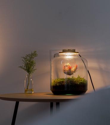 Comprar Planta de aire tillandsia con soporte Terrário com plantas aéreas | Jardim eterno Lumi